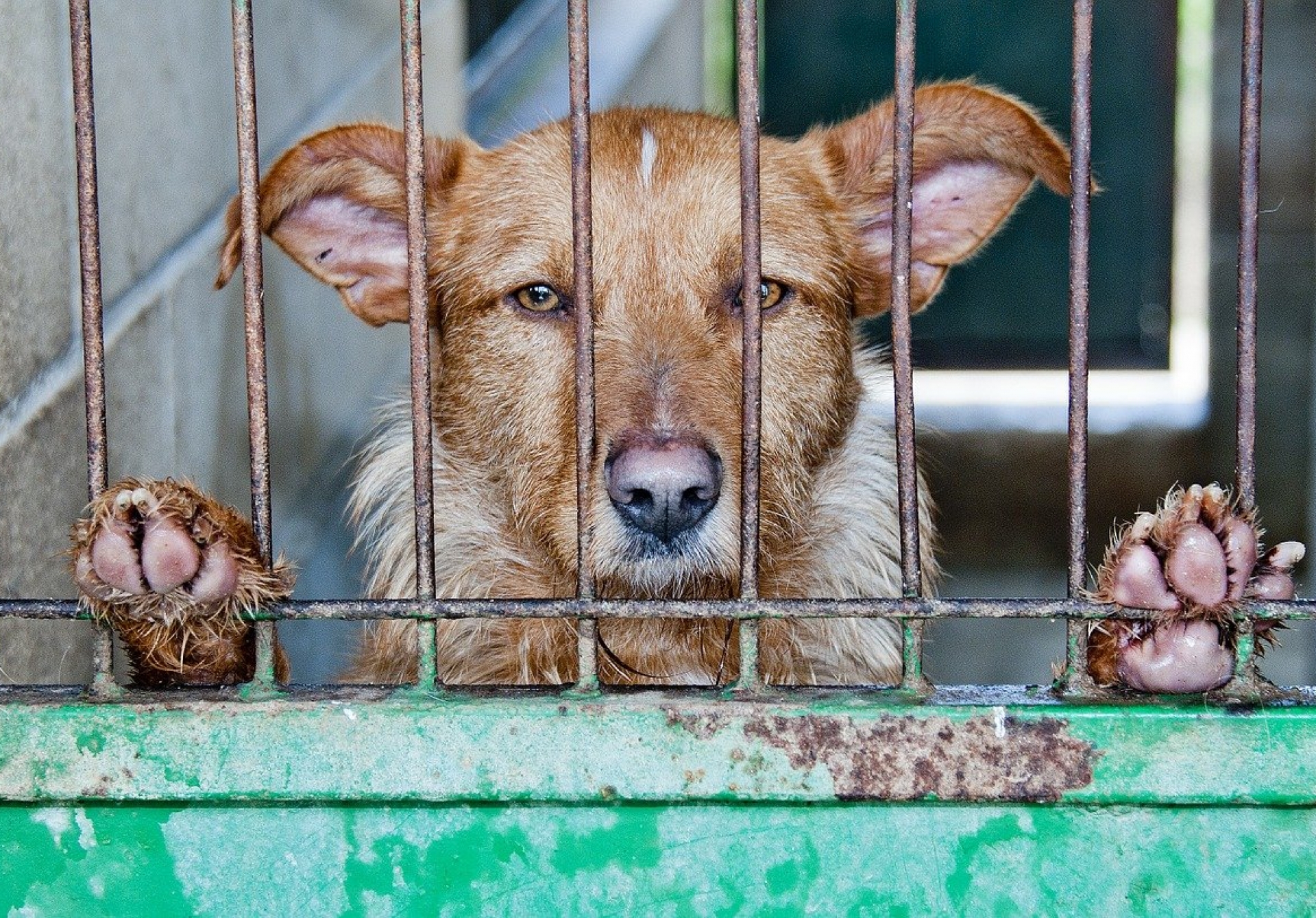 Soutien à la prise en charge des animaux abandonnés ou en fin de vie