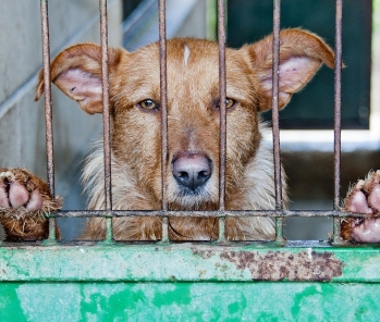  Soutien à la prise en charge des animaux abandonnés ou en fin de vie