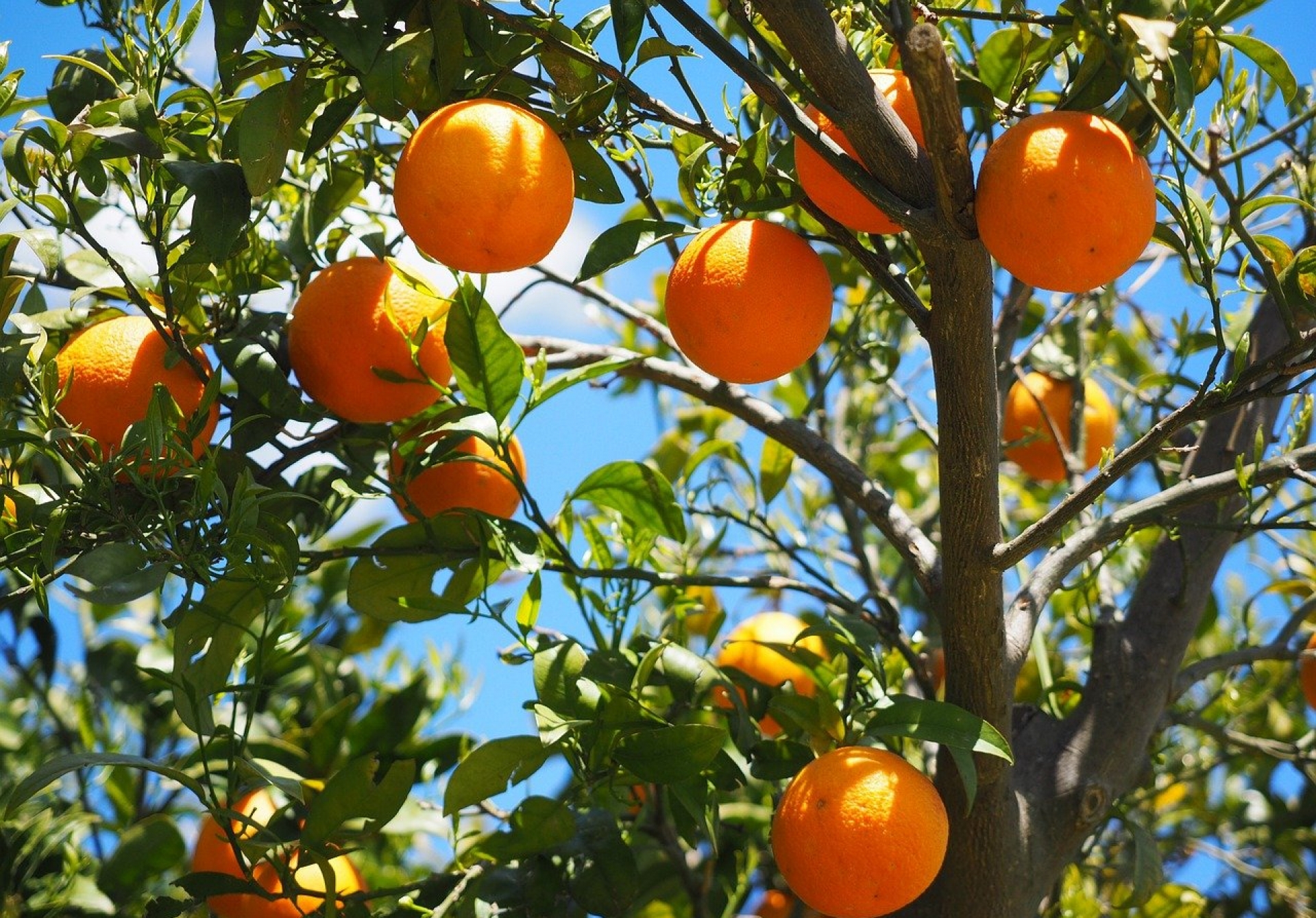 Quand le plan local d'urbanisme épargne des arbres trop proches du voisin