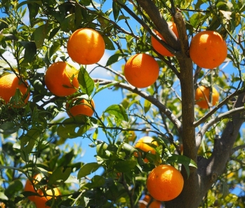 Quand le plan local d'urbanisme épargne des arbres trop proches du voisin